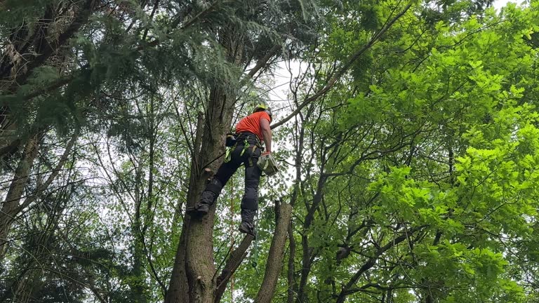 How Our Tree Care Process Works  in Verona, PA